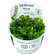 Wasserpflanze Bacopa Caroliniana Wasserpflanze Bacopa Caroliniana