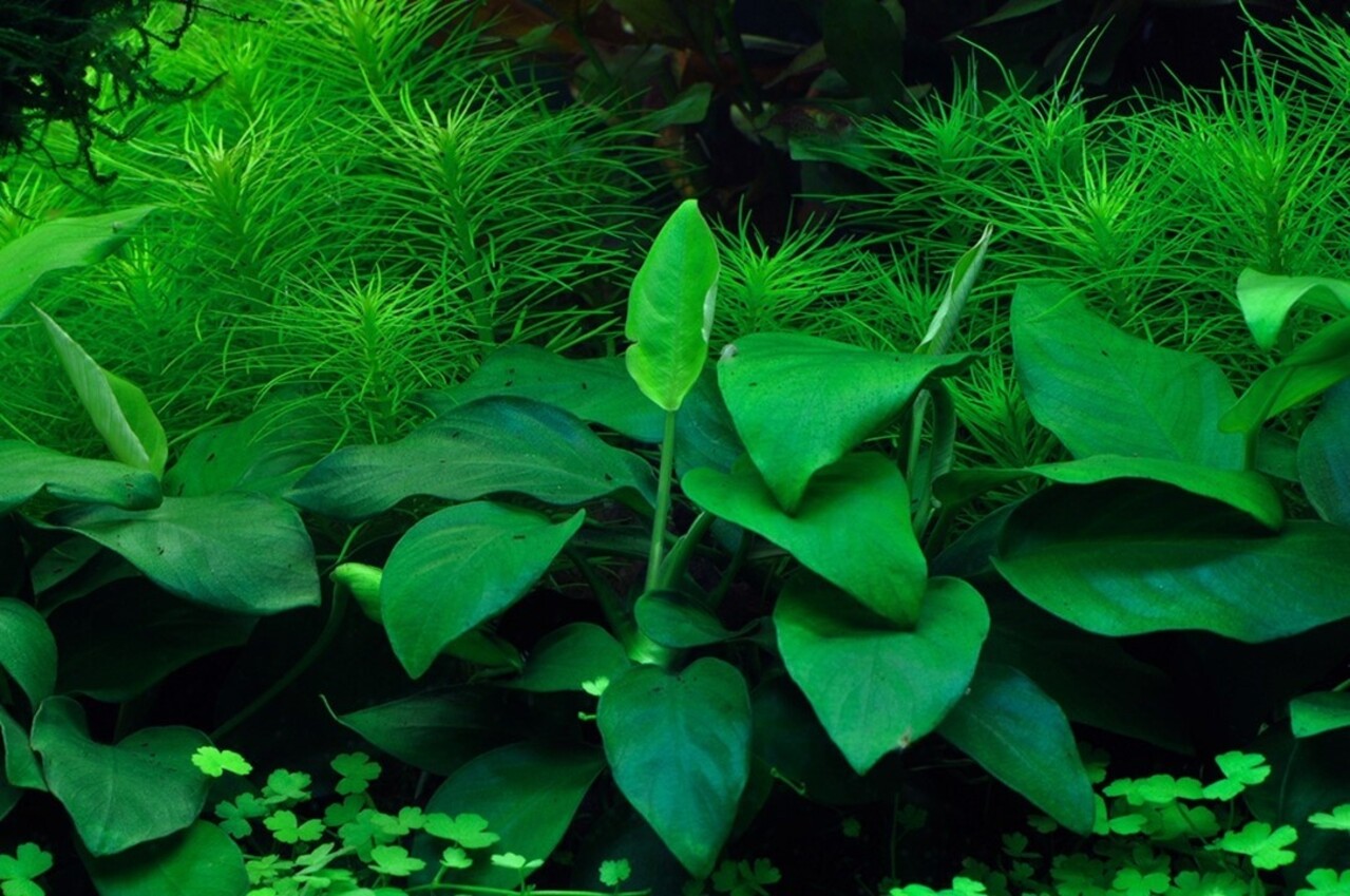 Wasserpflanze Anubias Barteri Nana