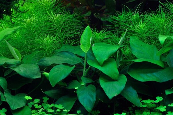 Wasserpflanze Anubias Barteri Nana