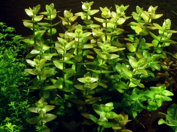 Wasserpflanze Bacopa Caroliniana Wasserpflanze Bacopa Caroliniana