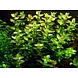 Wasserpflanze Bacopa Caroliniana Wasserpflanze Bacopa Caroliniana