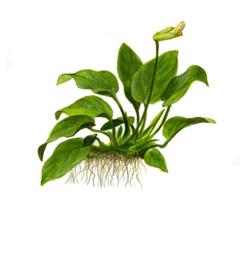 Wasserpflanze Anubias Barteri Nana