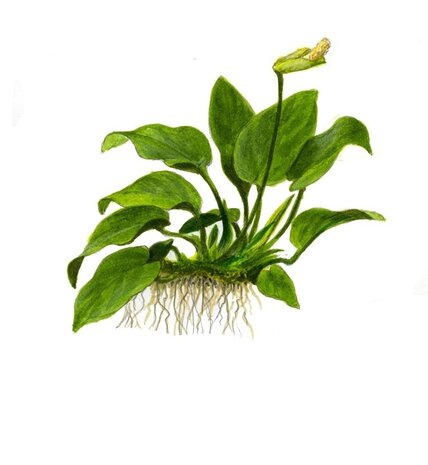 Wasserpflanze Anubias Barteri Nana