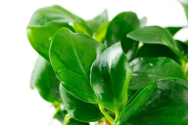 Wasserpflanze Anubias Barteri Nana