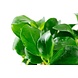 Wasserpflanze Anubias Barteri Nana