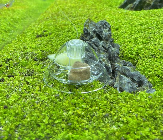 AquastoreXL Schneckenfänger Kunststoff