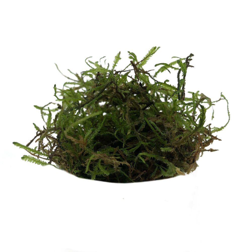 Waterplant Weeping-Moos im Schälchen