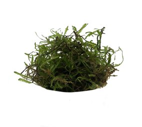 Waterplant Weeping-Moos im Schälchen