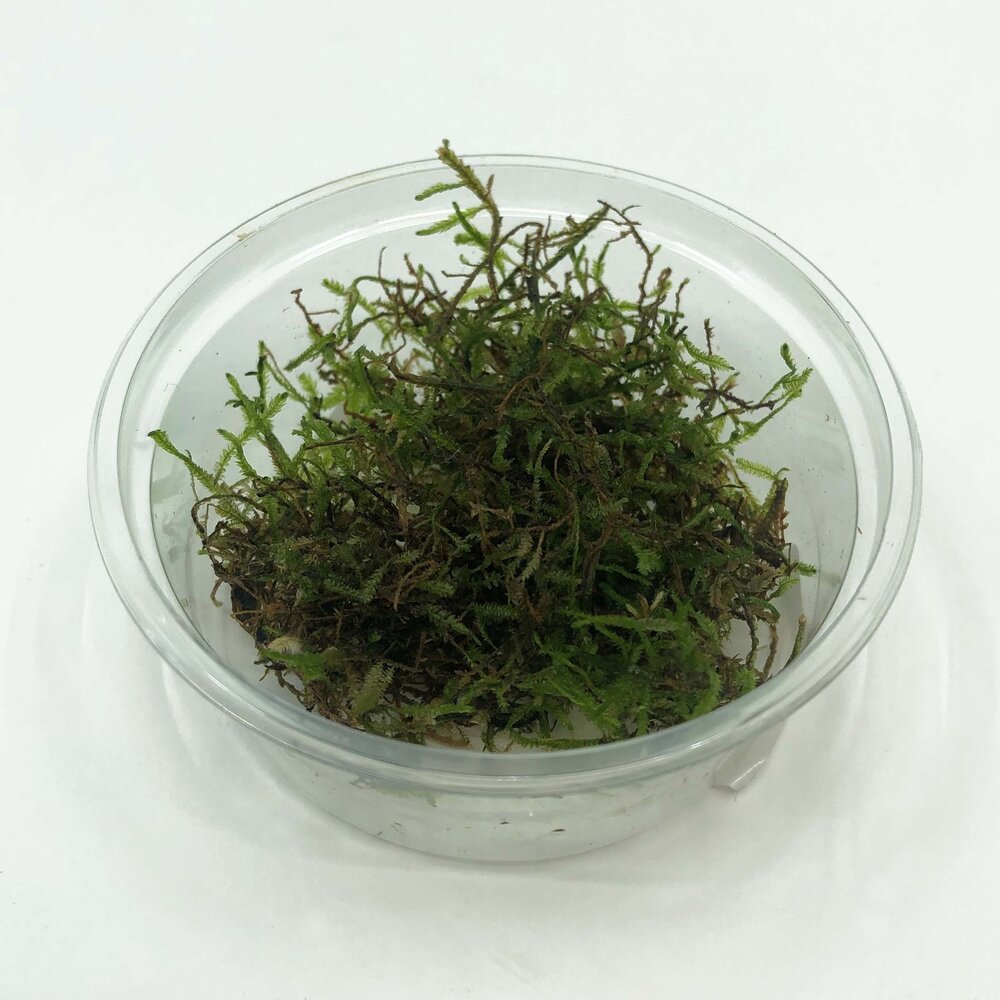 Waterplant Weeping-Moos im Schälchen