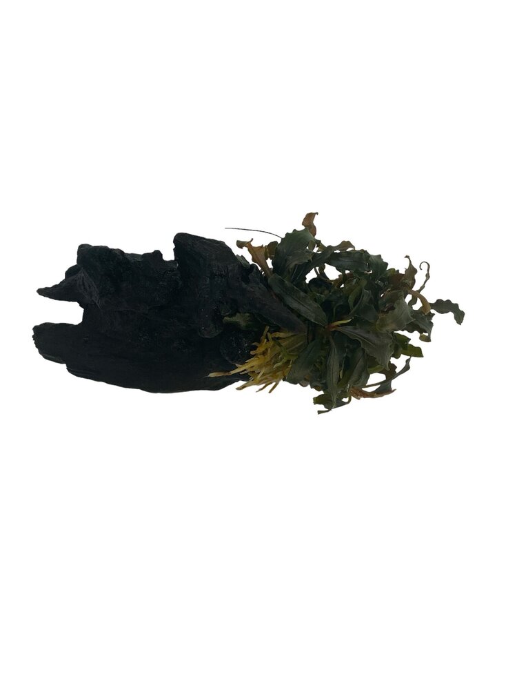 Wasserpflanze Bucephalandra sp. Kedagang auf Holz