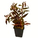 Wasserpflanze Alternanthera Rosefolia - Extra Groß Wasserpflanze Alternanthera Rosefolia - Extra Groß