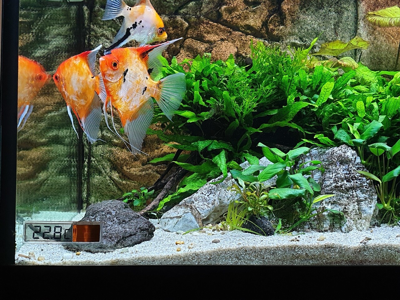 Superfish Qubiq 30 Pro Schwarz Vorteilspaket