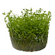 Wasserpflanze Micranthemum Tweediei Montecarlo Wasserpflanze Micranthemum Tweediei Montecarlo