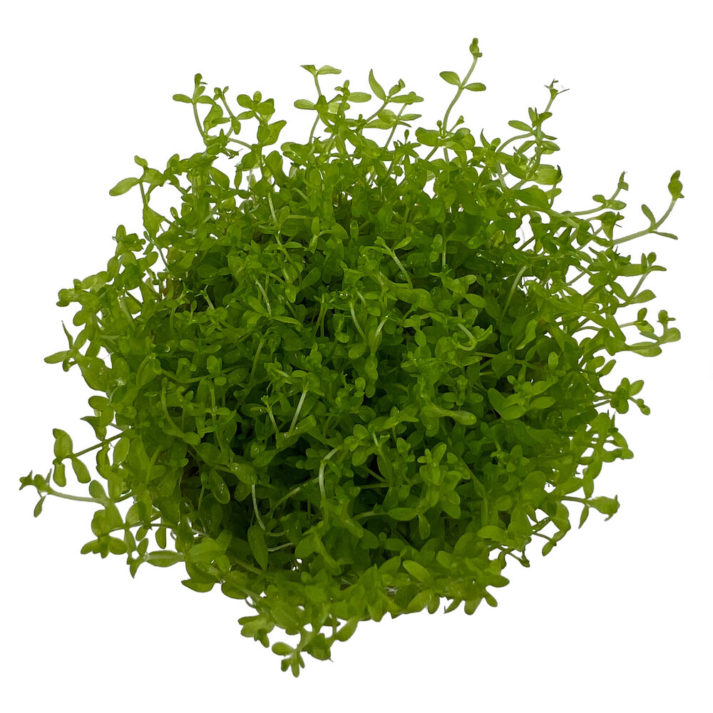 Wasserpflanze Micranthemum Tweediei Montecarlo Wasserpflanze Micranthemum Tweediei Montecarlo