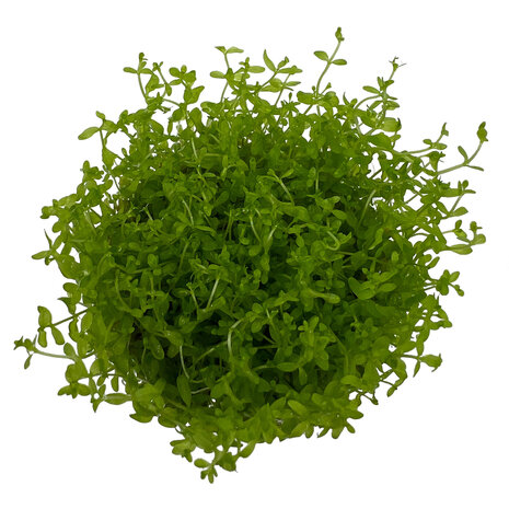 Wasserpflanze Micranthemum Tweediei Montecarlo Wasserpflanze Micranthemum Tweediei Montecarlo