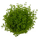 Wasserpflanze Micranthemum Tweediei Montecarlo Wasserpflanze Micranthemum Tweediei Montecarlo