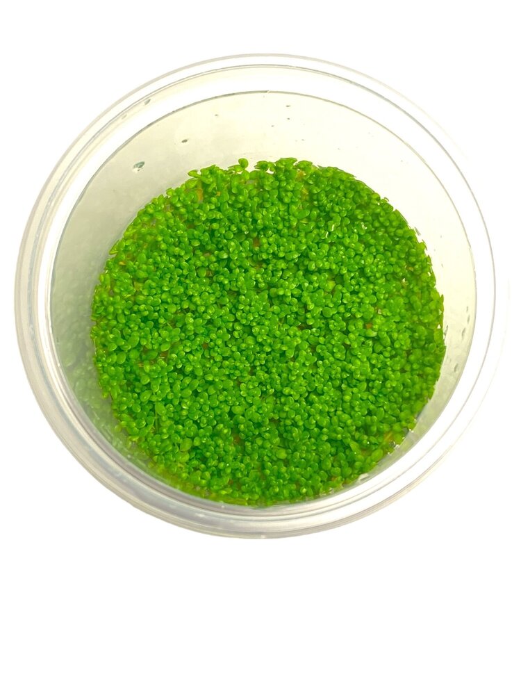 Wasserpflanze Hemianthus Callitrichoides Cuba in-vitro Wasserpflanze Hemianthus Callitrichoides Cuba in-vitro