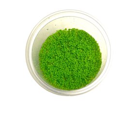 Wasserpflanze Hemianthus Callitrichoides Cuba in-vitro