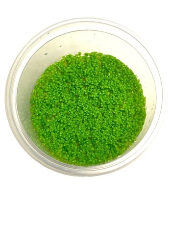 Wasserpflanze Hemianthus Callitrichoides Cuba in-vitro Wasserpflanze Hemianthus Callitrichoides Cuba in-vitro