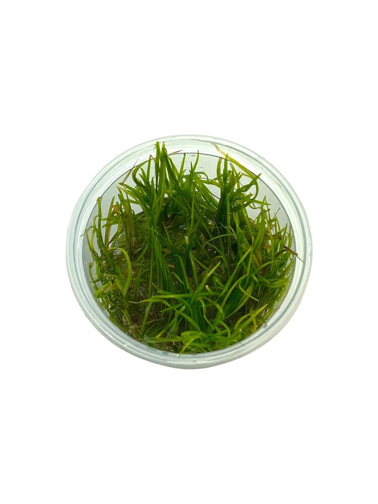 Wasserpflanze Helanthium Tenellum in-vitro Wasserpflanze Helanthium Tenellum in-vitro