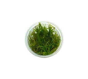 Waterplant Helanthium Tenellum in-vitro