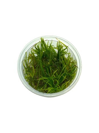 Wasserpflanze Helanthium Tenellum in-vitro Wasserpflanze Helanthium Tenellum in-vitro