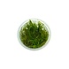 Wasserpflanze Helanthium Tenellum in-vitro Wasserpflanze Helanthium Tenellum in-vitro