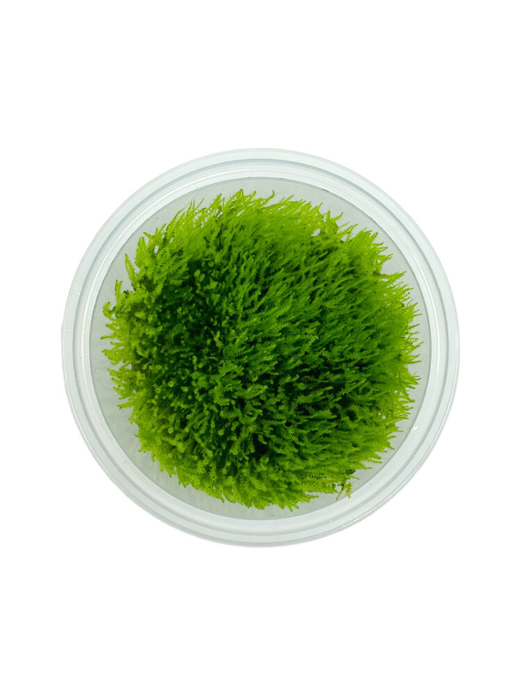 Wasserpflanze Amblystegium Serpens in-vitro Wasserpflanze Amblystegium Serpens in-vitro