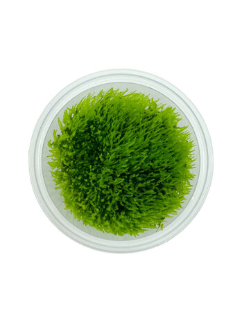 Wasserpflanze Amblystegium Serpens in-vitro Wasserpflanze Amblystegium Serpens in-vitro