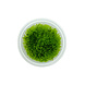 Wasserpflanze Amblystegium Serpens in-vitro Wasserpflanze Amblystegium Serpens in-vitro