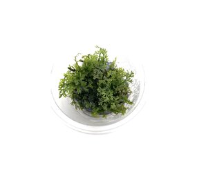 Waterplant Bolbitis Heteroclita Difformis in-vitro