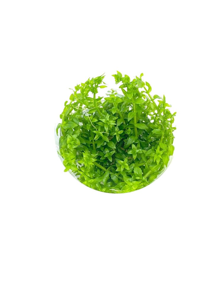 Wasserpflanze Gratiola Viscidula in-vitro Wasserpflanze Gratiola Viscidula in-vitro