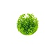 Wasserpflanze Gratiola Viscidula in-vitro Wasserpflanze Gratiola Viscidula in-vitro