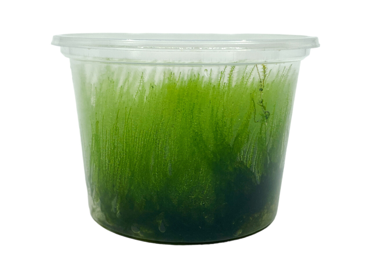 Wasserpflanze Amblystegium Serpens in-vitro Wasserpflanze Amblystegium Serpens in-vitro