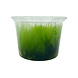 Wasserpflanze Amblystegium Serpens in-vitro Wasserpflanze Amblystegium Serpens in-vitro