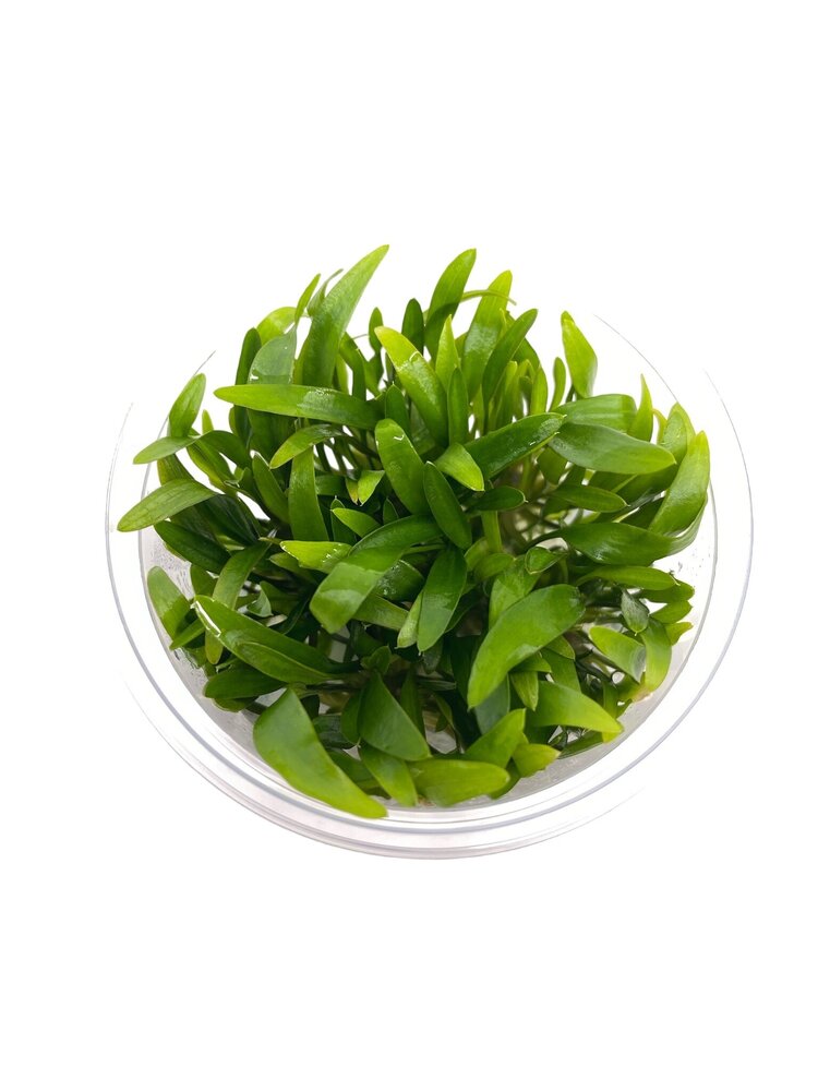 Wasserpflanze Cryptocoryne X Willisii in-vitro Wasserpflanze Cryptocoryne X Willisii in-vitro