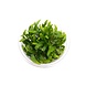 Wasserpflanze Cryptocoryne X Willisii in-vitro Wasserpflanze Cryptocoryne X Willisii in-vitro