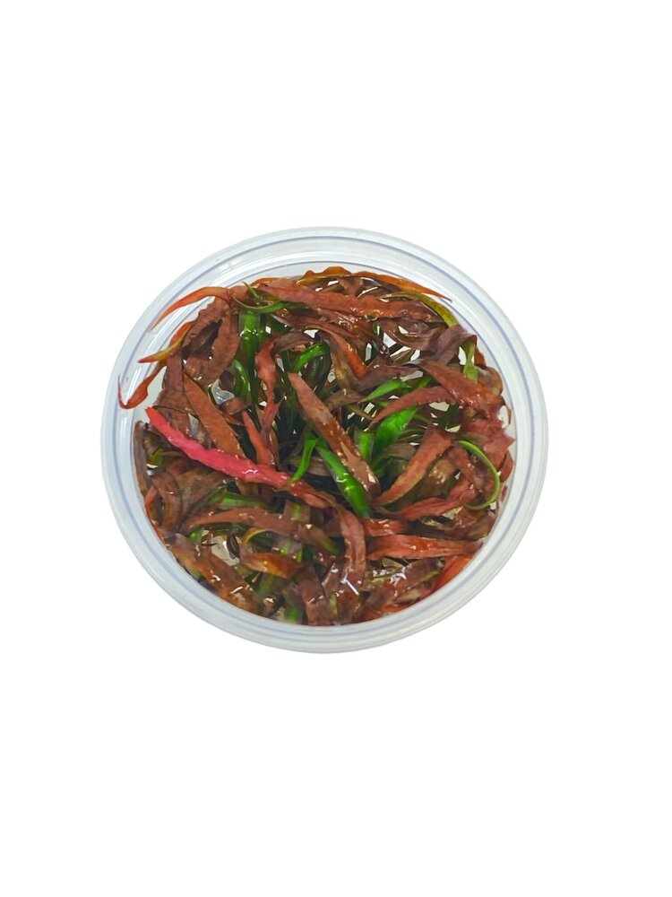 Wasserpflanze Cryptocoryne Spiralis Tiger in-vitro Wasserpflanze Cryptocoryne Spiralis Tiger in-vitro