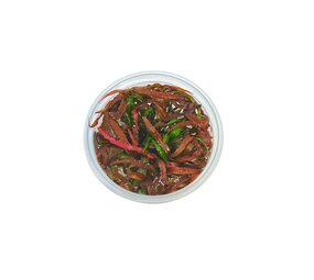 Wasserpflanze Cryptocoryne Spiralis Tiger in-vitro