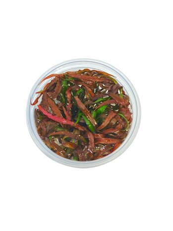 Wasserpflanze Cryptocoryne Spiralis Tiger in-vitro Wasserpflanze Cryptocoryne Spiralis Tiger in-vitro