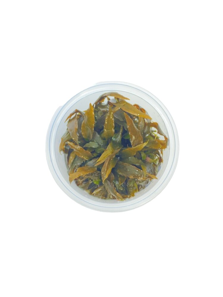 Wasserpflanze Cryptocoryne Rubella in-vitro