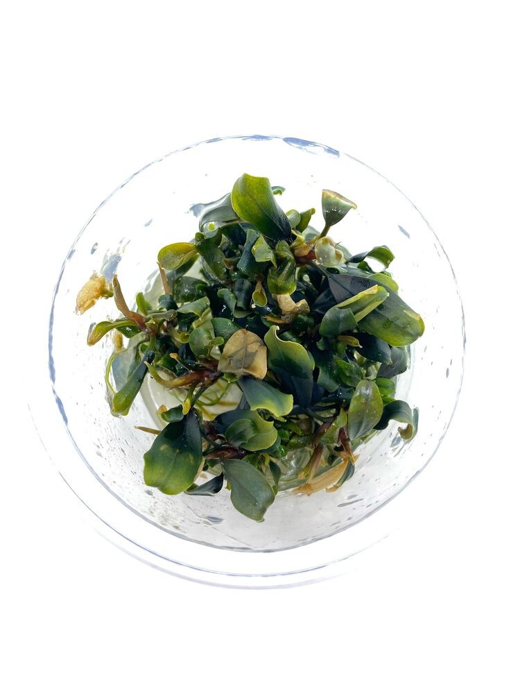 Wasserpflanze Bucephalandra Blue Green in-vitro Wasserpflanze Bucephalandra Blue Green in-vitro