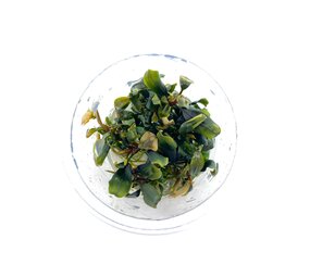 Waterplant Bucephalandra Blue Green in-vitro
