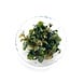 Wasserpflanze Bucephalandra Blue Green in-vitro Wasserpflanze Bucephalandra Blue Green in-vitro