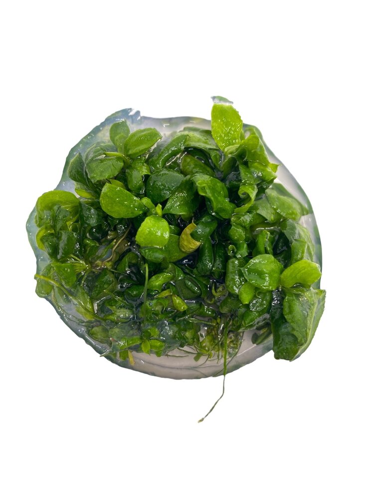Wasserpflanze Anubias Barteri Var. Nana Petite in-vitro