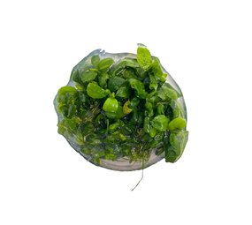 Wasserpflanze Anubias Barteri Var. Nana Petite in-vitro