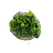 Wasserpflanze Anubias Barteri Var. Nana Petite in-vitro