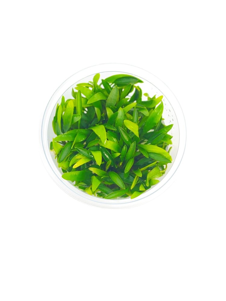 Wasserpflanze Cryptocoryne Pygmaea in-vitro Wasserpflanze Cryptocoryne Pygmaea in-vitro