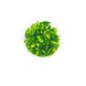 Wasserpflanze Cryptocoryne Pygmaea in-vitro Wasserpflanze Cryptocoryne Pygmaea in-vitro