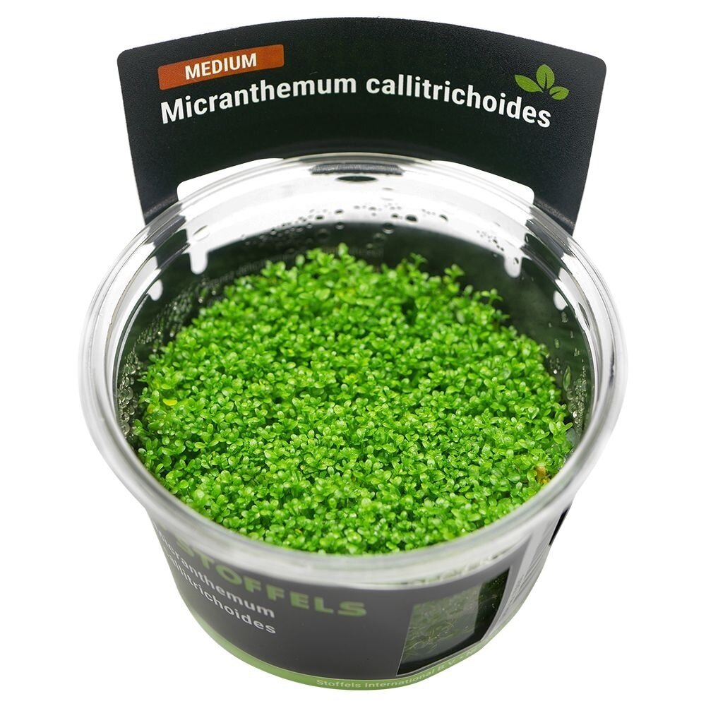 Wasserpflanze Micranthemum Calitrichoides in-vitro Wasserpflanze Micranthemum Calitrichoides in-vitro